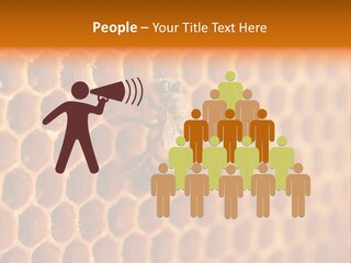 Two Bees On A Honeycomb Powerpoint Template PowerPoint Template