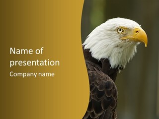 A Bald Eagle Sitting On Top Of A Tree Branch PowerPoint Template