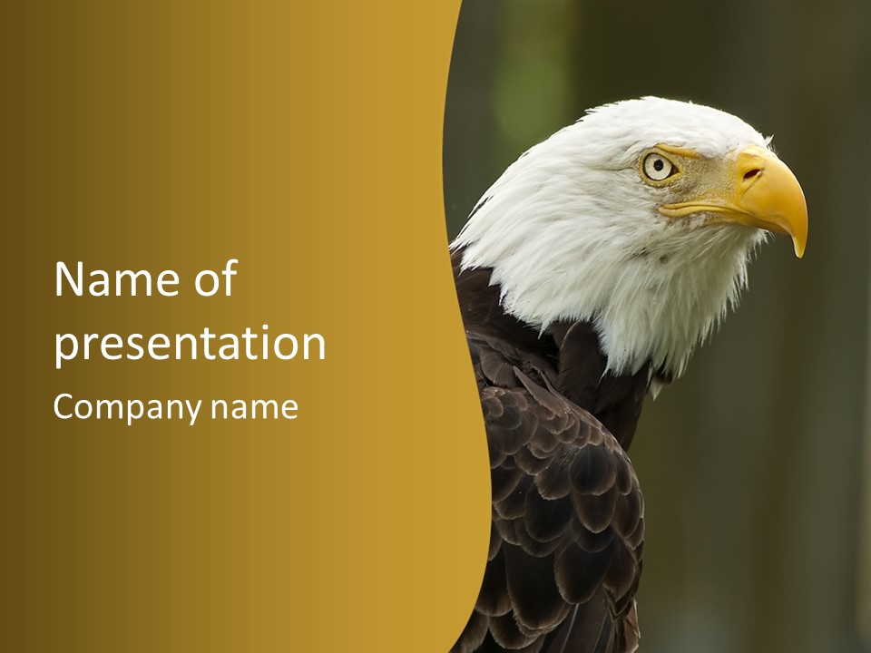 A Bald Eagle Sitting On Top Of A Tree Branch PowerPoint Template