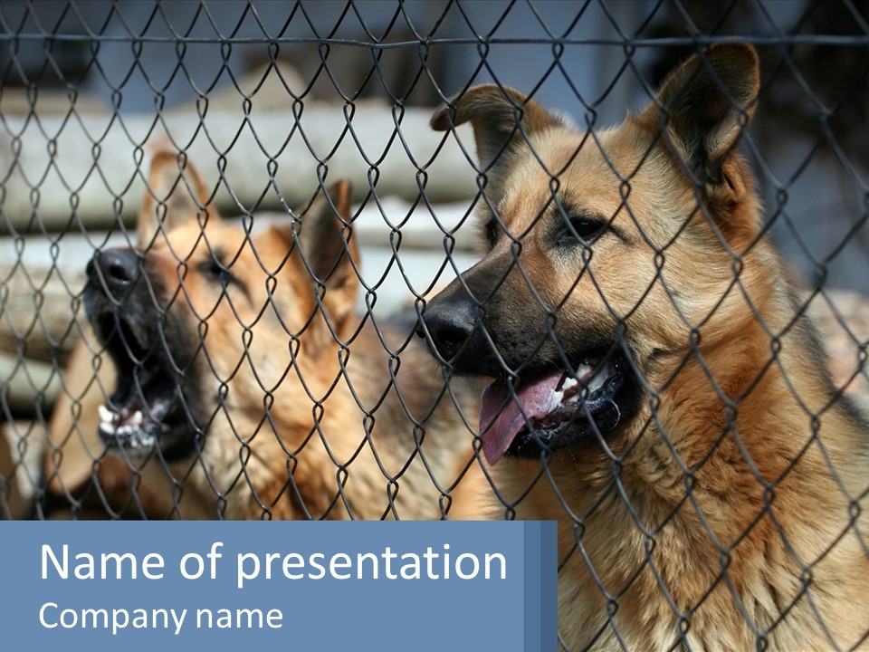 A Group Of Dogs Behind A Chain Link Fence PowerPoint Template