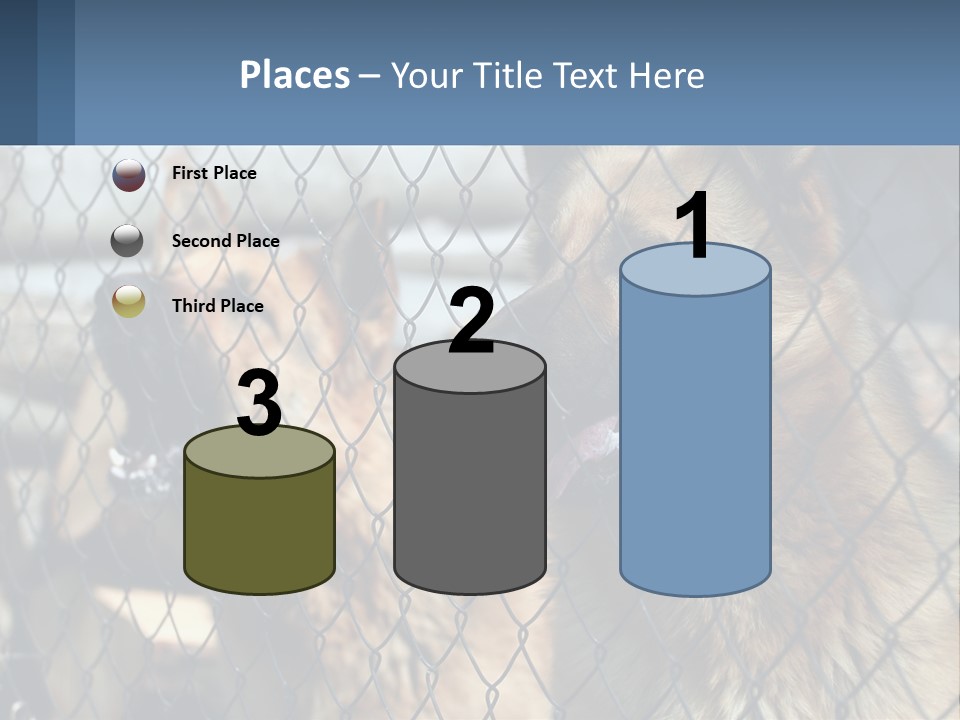 A Group Of Dogs Behind A Chain Link Fence PowerPoint Template