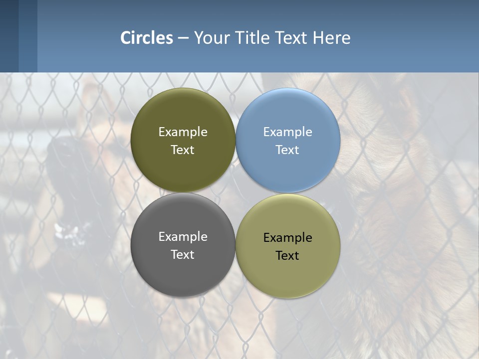 A Group Of Dogs Behind A Chain Link Fence PowerPoint Template