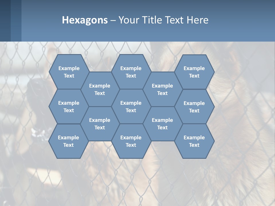 A Group Of Dogs Behind A Chain Link Fence PowerPoint Template