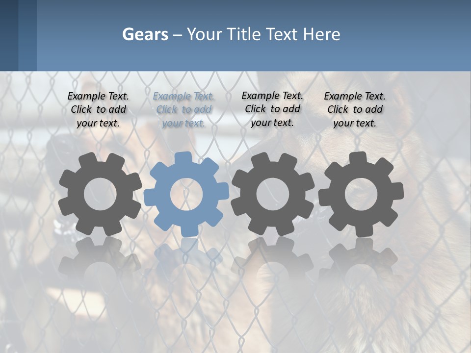 A Group Of Dogs Behind A Chain Link Fence PowerPoint Template