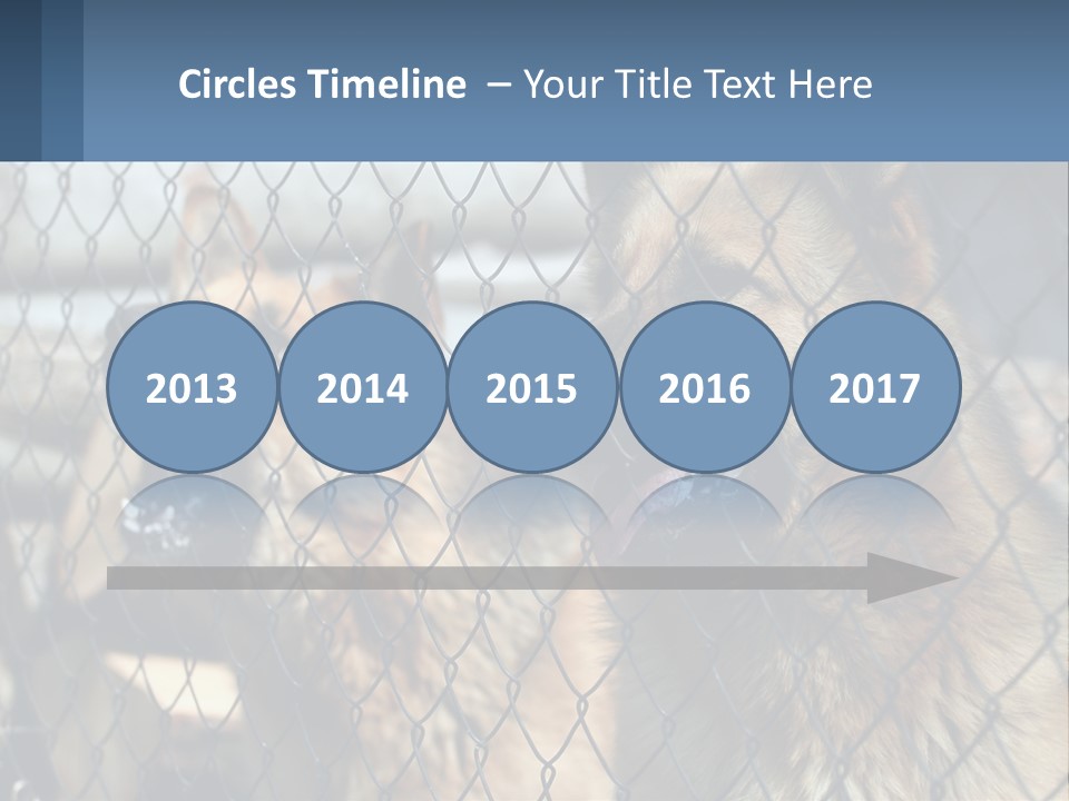 A Group Of Dogs Behind A Chain Link Fence PowerPoint Template