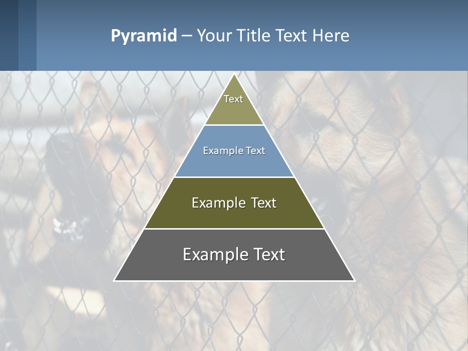 A Group Of Dogs Behind A Chain Link Fence PowerPoint Template