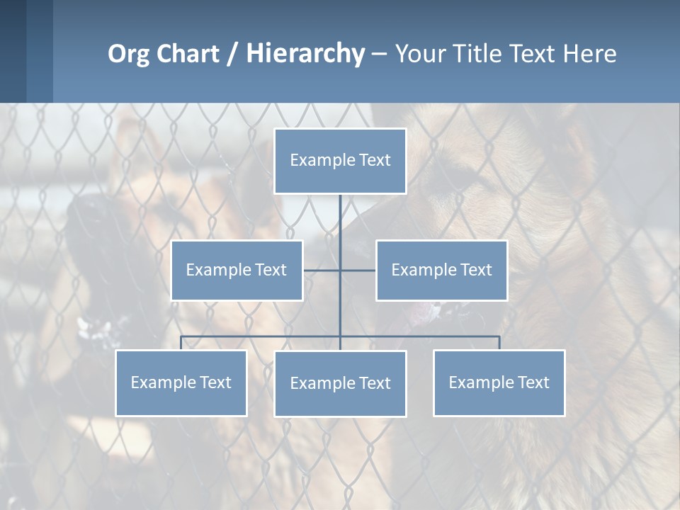A Group Of Dogs Behind A Chain Link Fence PowerPoint Template