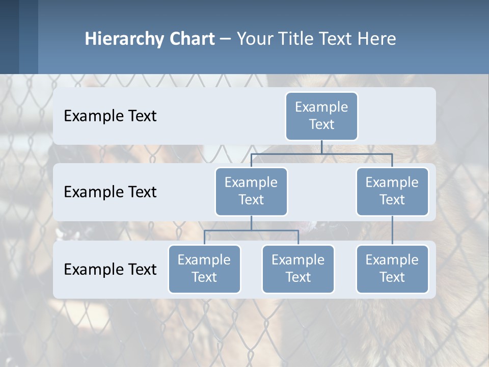 A Group Of Dogs Behind A Chain Link Fence PowerPoint Template