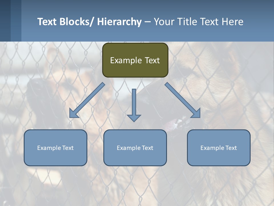 A Group Of Dogs Behind A Chain Link Fence PowerPoint Template