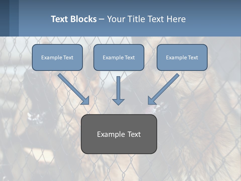 A Group Of Dogs Behind A Chain Link Fence PowerPoint Template