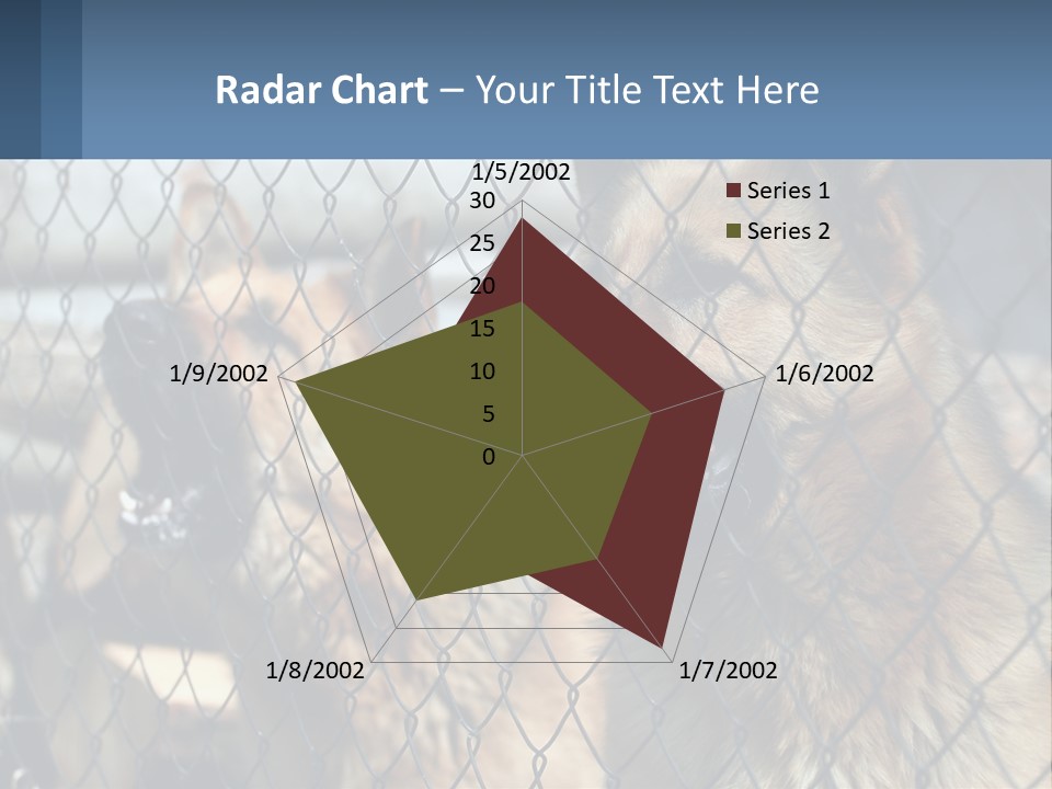 A Group Of Dogs Behind A Chain Link Fence PowerPoint Template