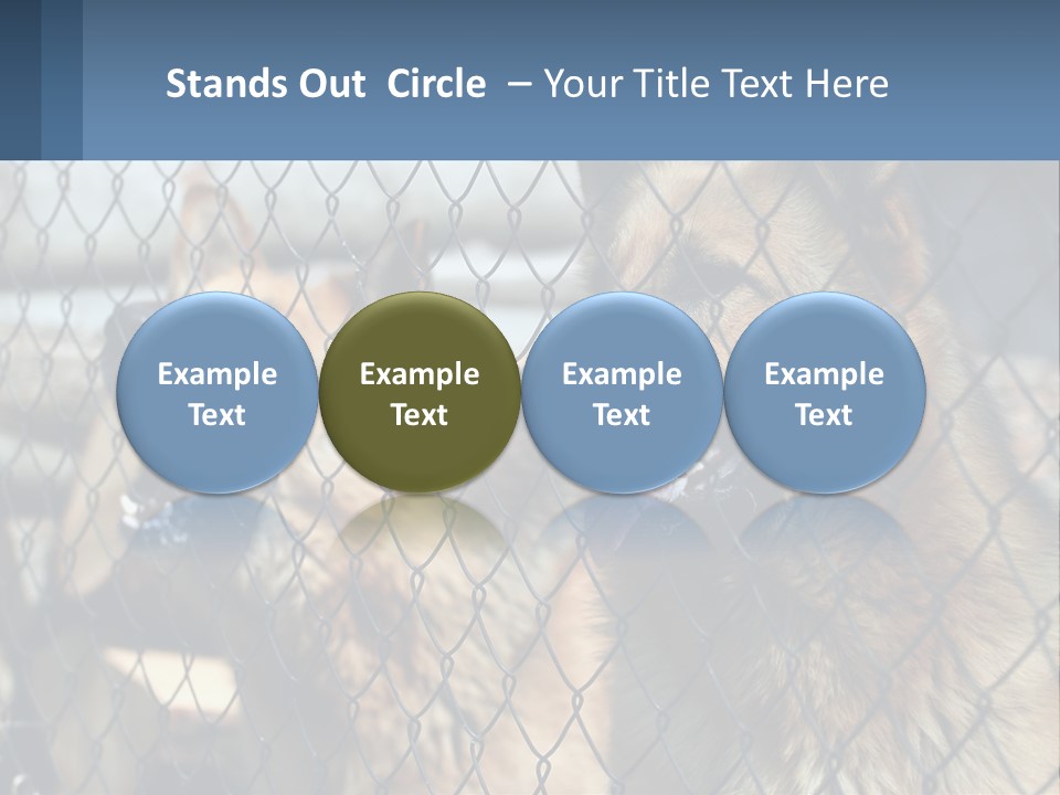 A Group Of Dogs Behind A Chain Link Fence PowerPoint Template