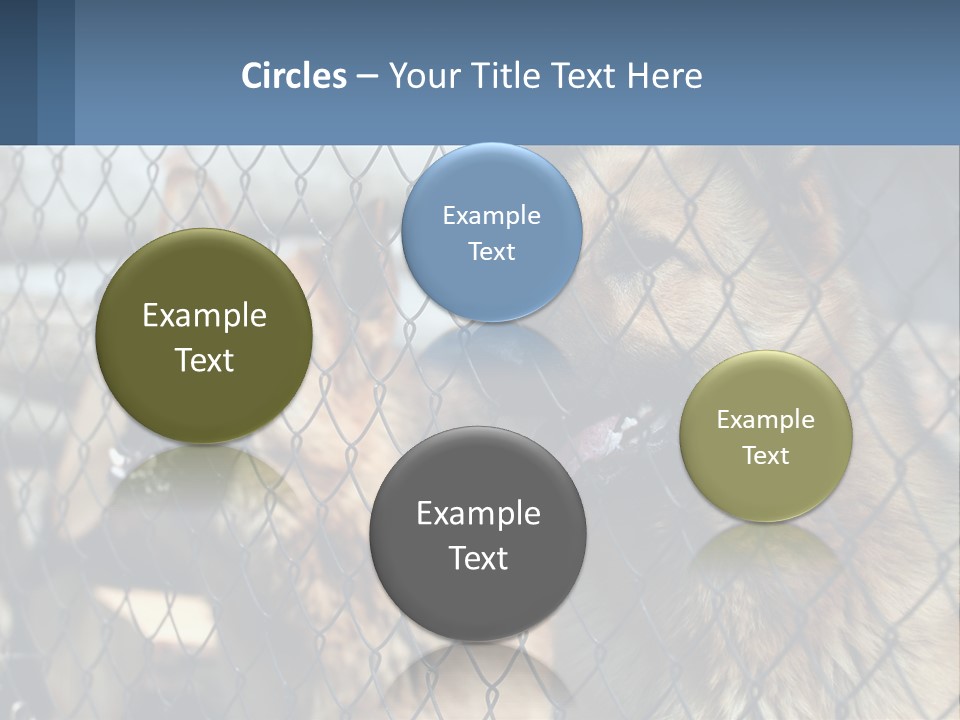 A Group Of Dogs Behind A Chain Link Fence PowerPoint Template