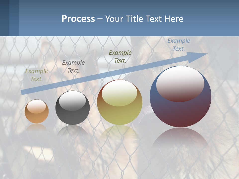 A Group Of Dogs Behind A Chain Link Fence PowerPoint Template