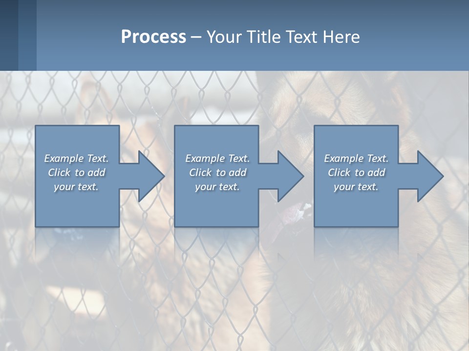 A Group Of Dogs Behind A Chain Link Fence PowerPoint Template