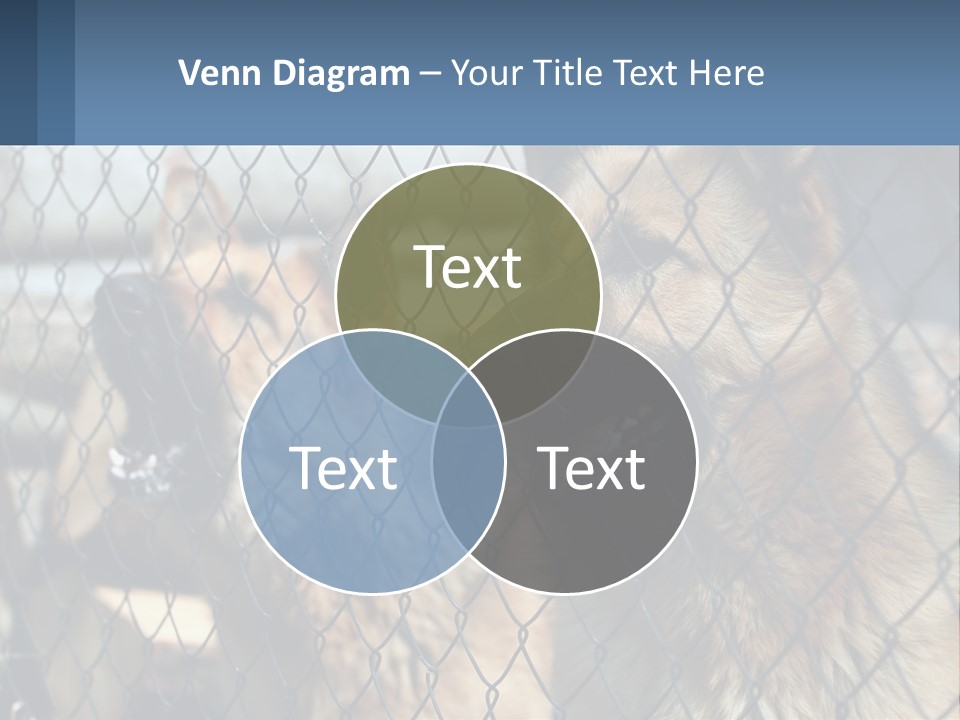 A Group Of Dogs Behind A Chain Link Fence PowerPoint Template