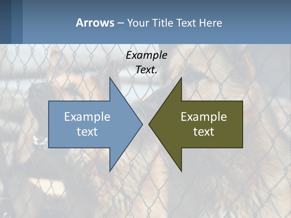 A Group Of Dogs Behind A Chain Link Fence PowerPoint Template