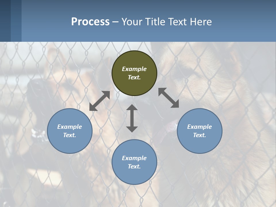 A Group Of Dogs Behind A Chain Link Fence PowerPoint Template