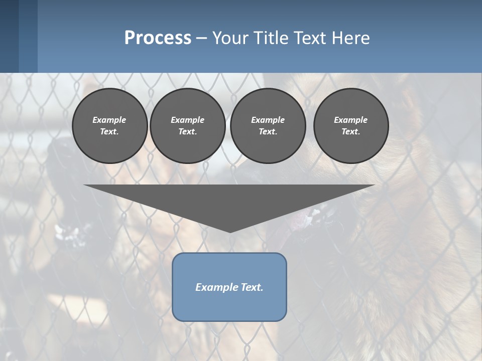 A Group Of Dogs Behind A Chain Link Fence PowerPoint Template