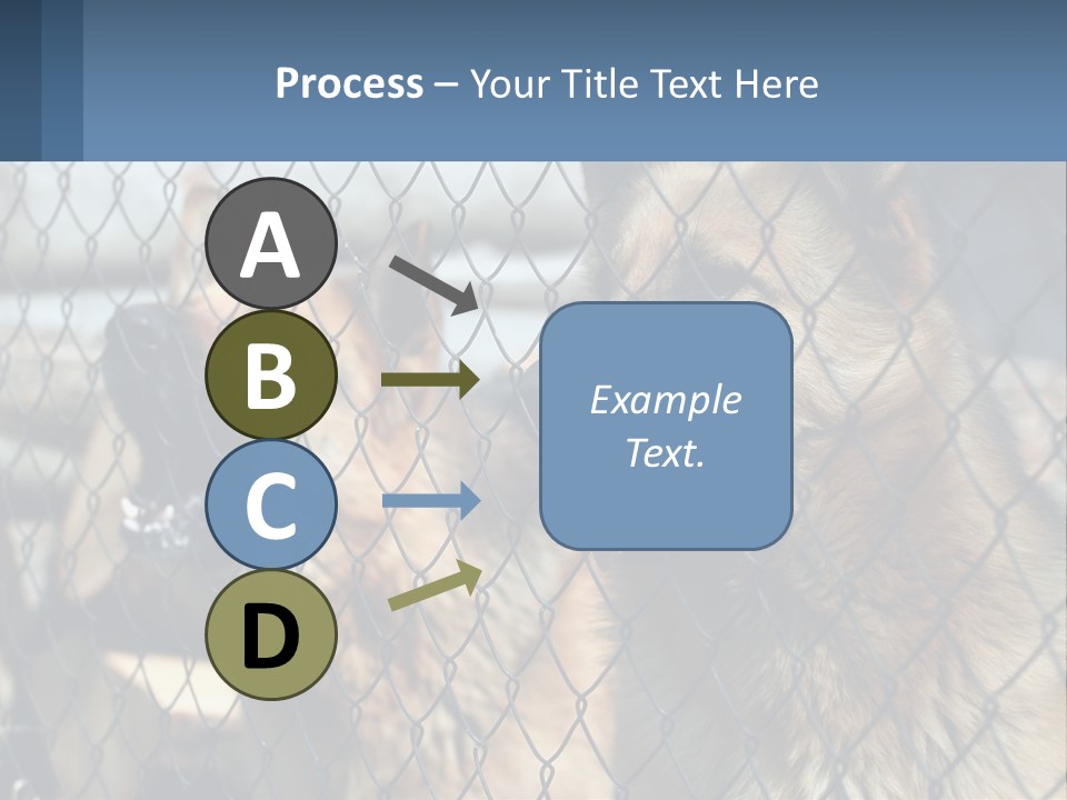 A Group Of Dogs Behind A Chain Link Fence PowerPoint Template
