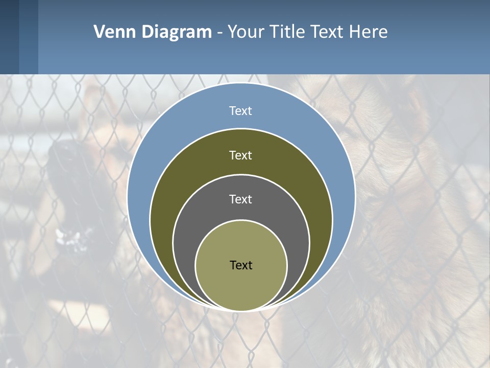 A Group Of Dogs Behind A Chain Link Fence PowerPoint Template