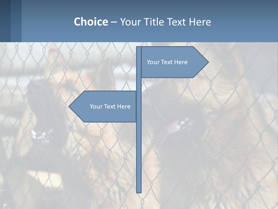 A Group Of Dogs Behind A Chain Link Fence PowerPoint Template