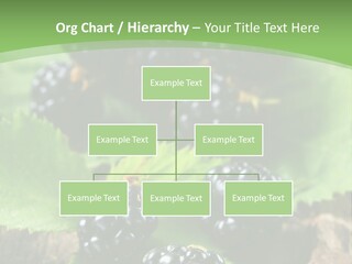 A Bunch Of Blackberries On A Green Leaf Powerpoint Template PowerPoint Template