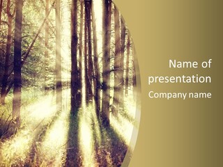 A Sunlit Forest Powerpoint Presentation PowerPoint Template