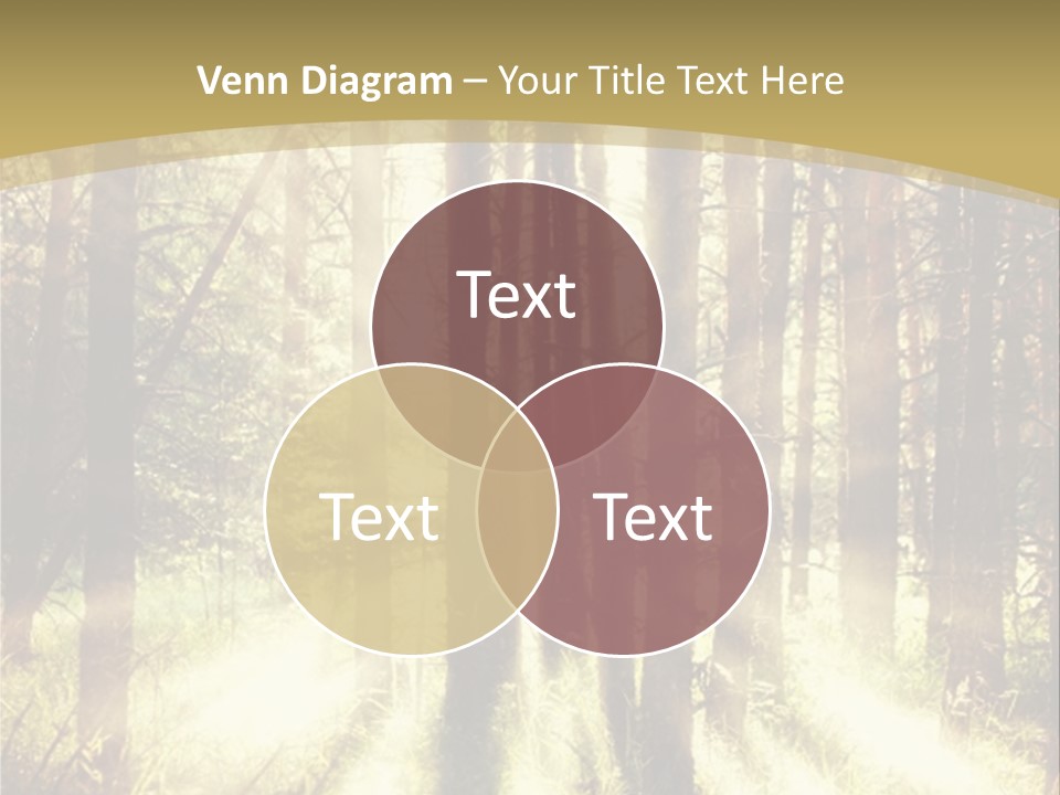 A Sunlit Forest Powerpoint Presentation PowerPoint Template