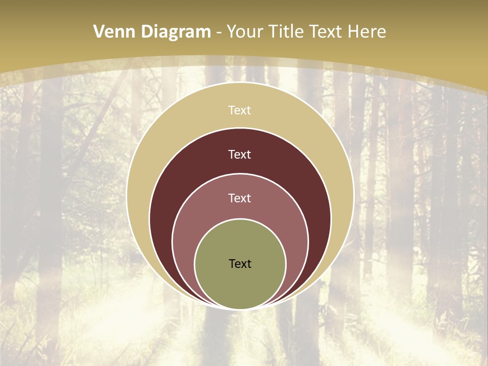 A Sunlit Forest Powerpoint Presentation PowerPoint Template