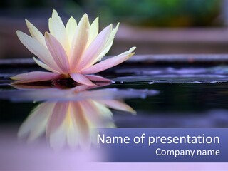 A Water Lily Floating On Top Of A Body Of Water PowerPoint Template