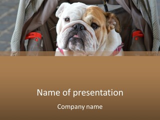 A Bulldog Is Sitting In A Stroller PowerPoint Template