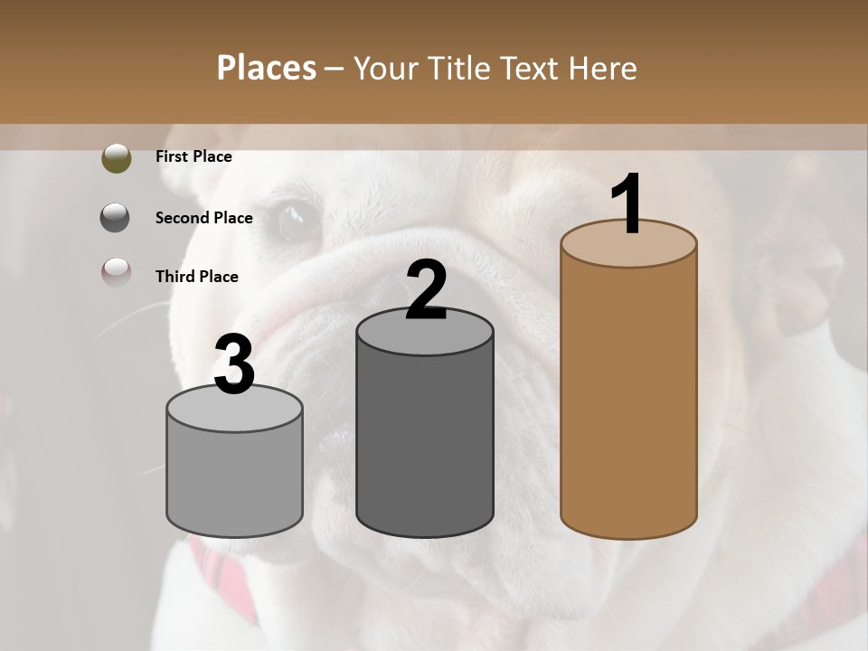 A Bulldog Is Sitting In A Stroller PowerPoint Template