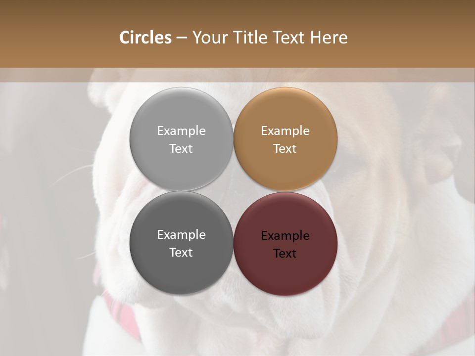 A Bulldog Is Sitting In A Stroller PowerPoint Template