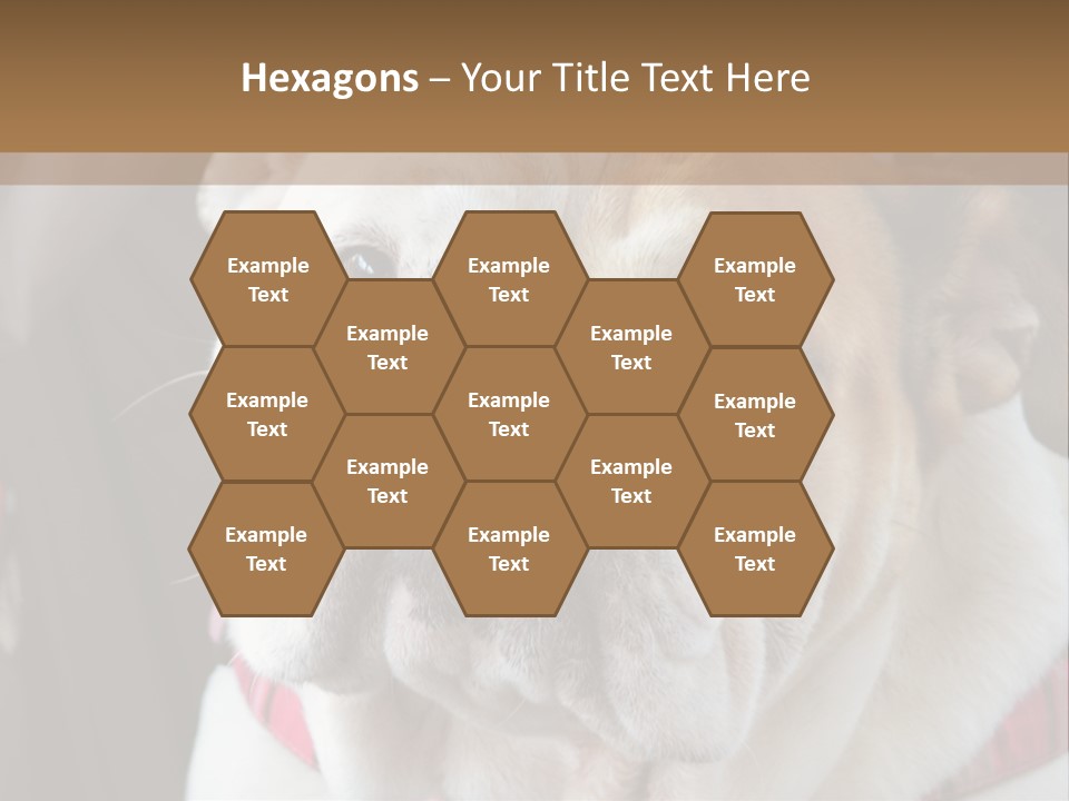 A Bulldog Is Sitting In A Stroller PowerPoint Template