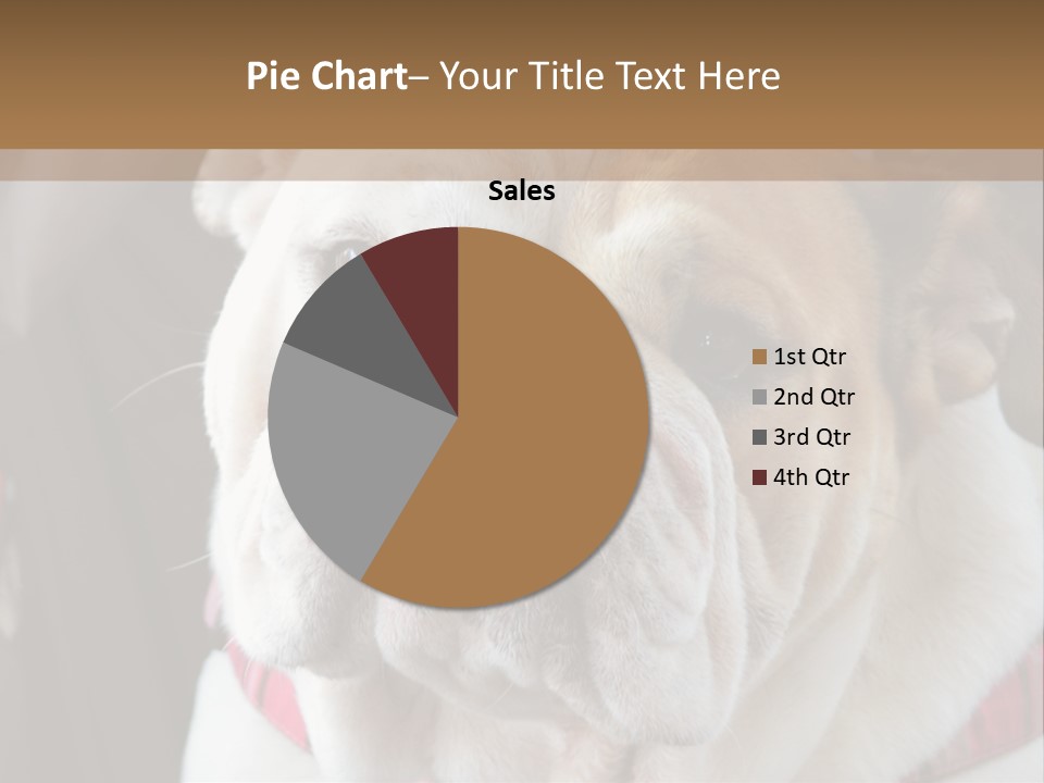 A Bulldog Is Sitting In A Stroller PowerPoint Template