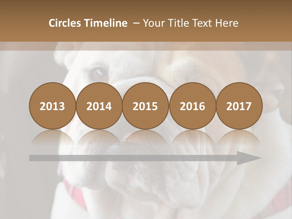 A Bulldog Is Sitting In A Stroller PowerPoint Template