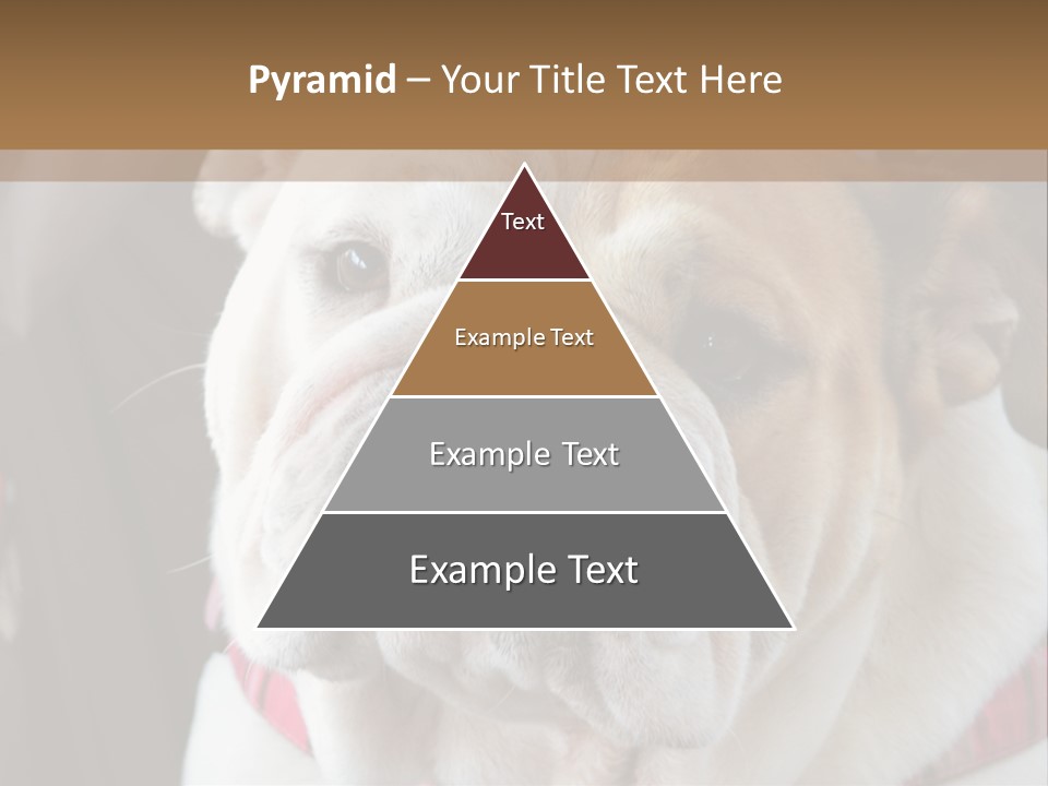 A Bulldog Is Sitting In A Stroller PowerPoint Template