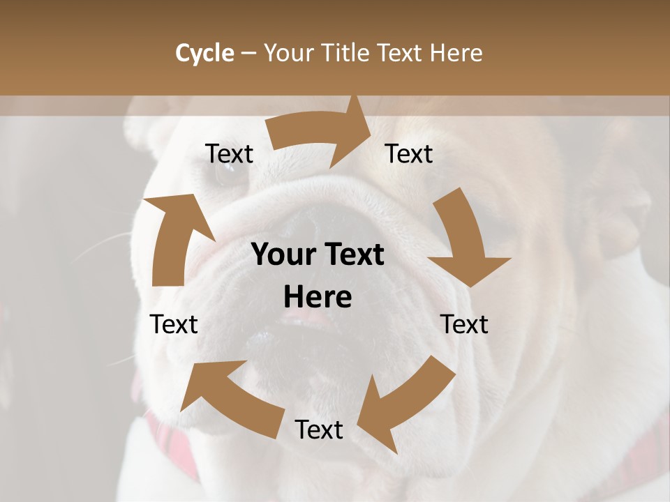 A Bulldog Is Sitting In A Stroller PowerPoint Template