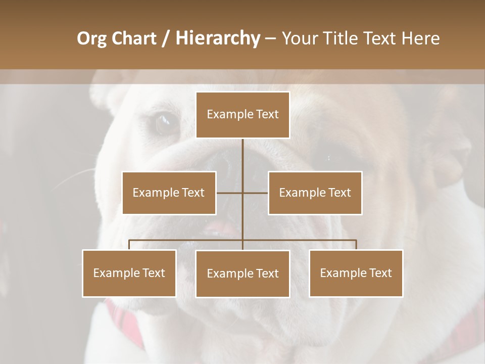 A Bulldog Is Sitting In A Stroller PowerPoint Template