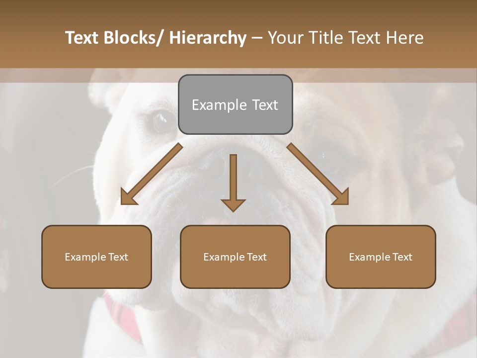 A Bulldog Is Sitting In A Stroller PowerPoint Template