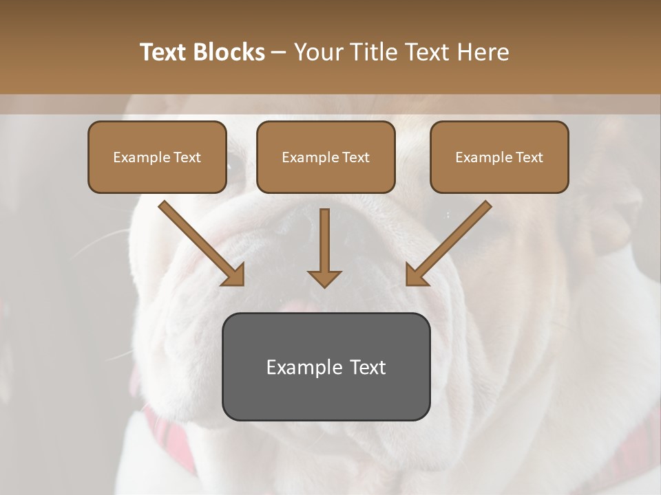 A Bulldog Is Sitting In A Stroller PowerPoint Template