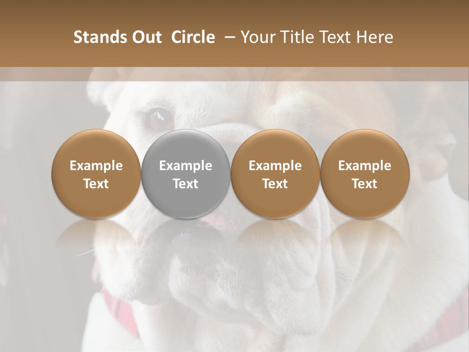 A Bulldog Is Sitting In A Stroller PowerPoint Template