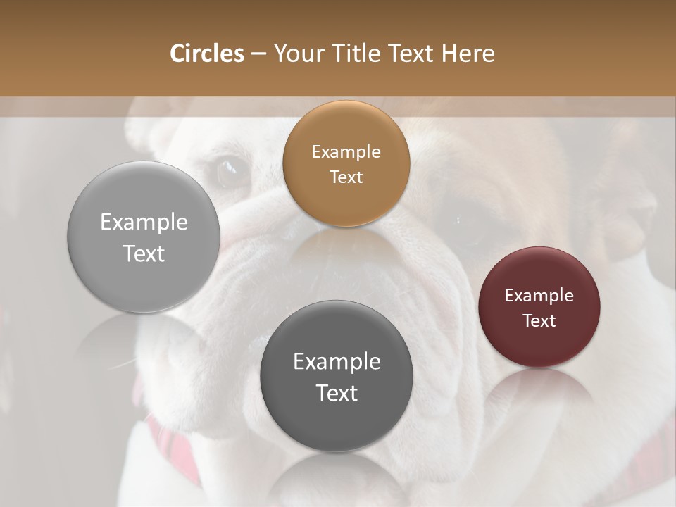 A Bulldog Is Sitting In A Stroller PowerPoint Template