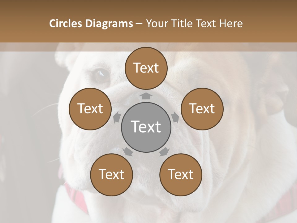 A Bulldog Is Sitting In A Stroller PowerPoint Template