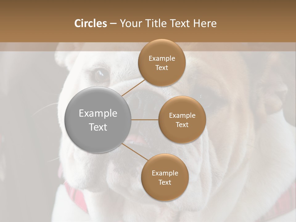 A Bulldog Is Sitting In A Stroller PowerPoint Template