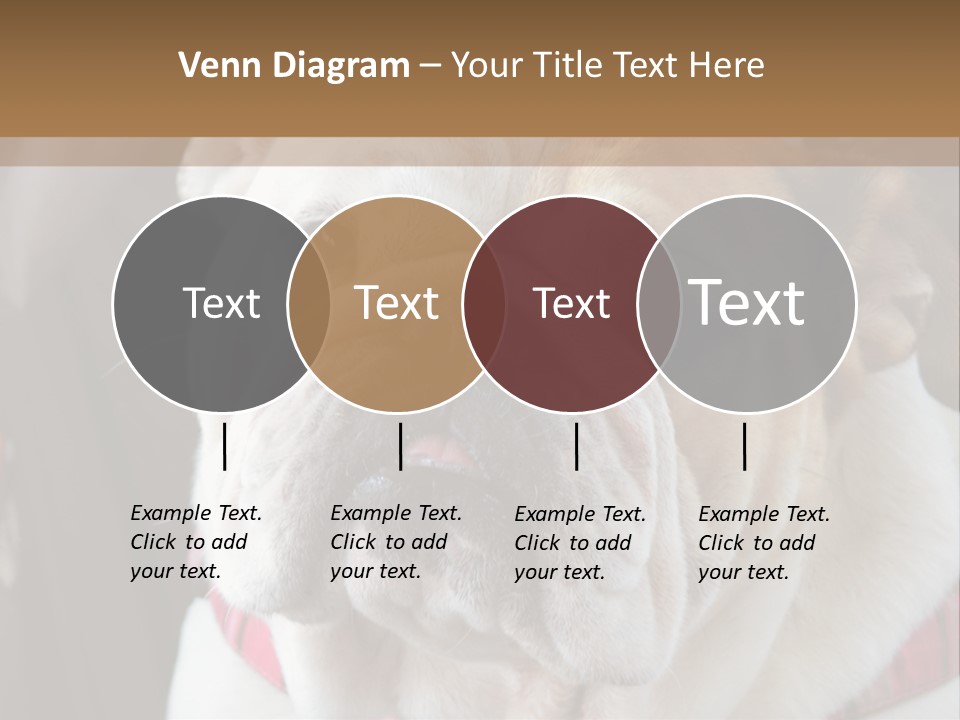 A Bulldog Is Sitting In A Stroller PowerPoint Template