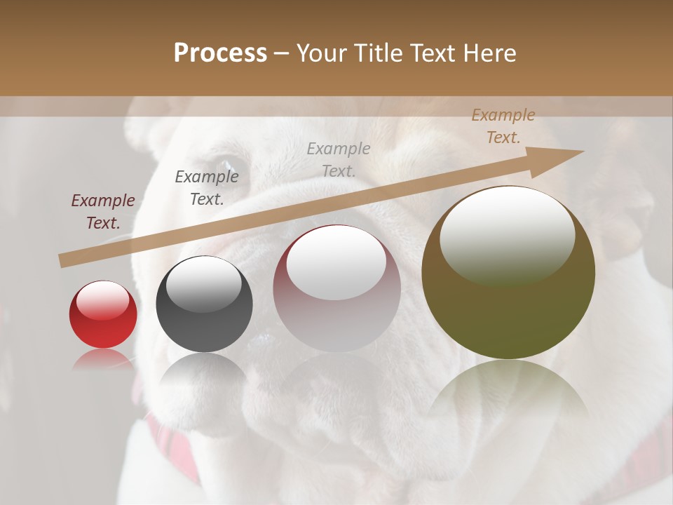 A Bulldog Is Sitting In A Stroller PowerPoint Template