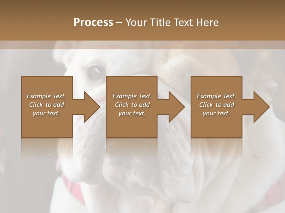 A Bulldog Is Sitting In A Stroller PowerPoint Template