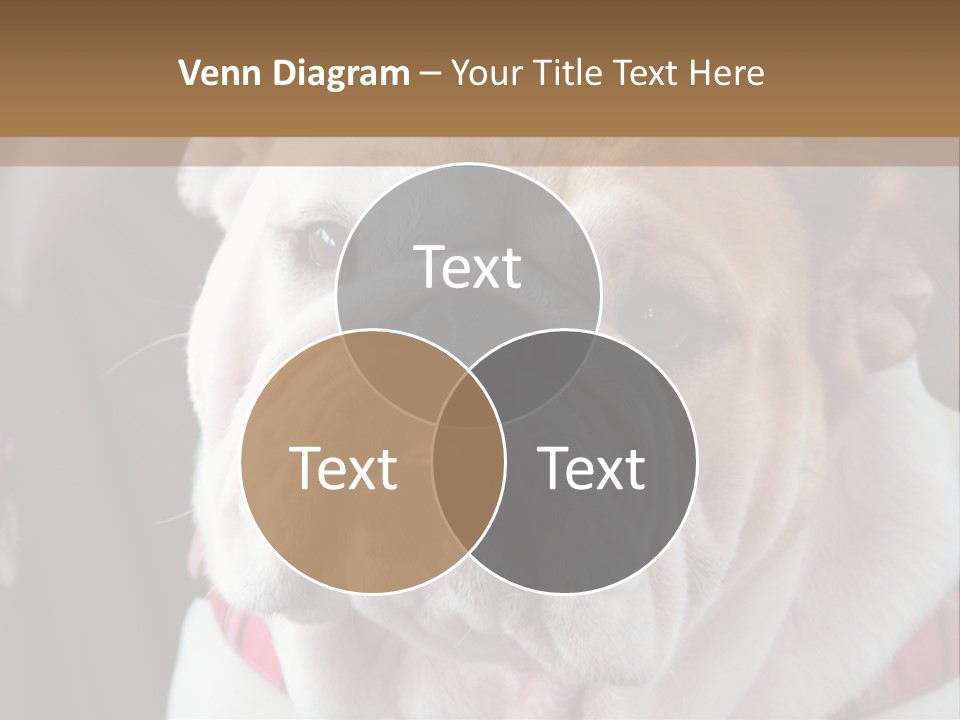 A Bulldog Is Sitting In A Stroller PowerPoint Template